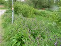 2012-06-02, vårvandring, bild 376.JPG