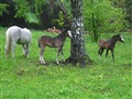 IMG_4169.JPG