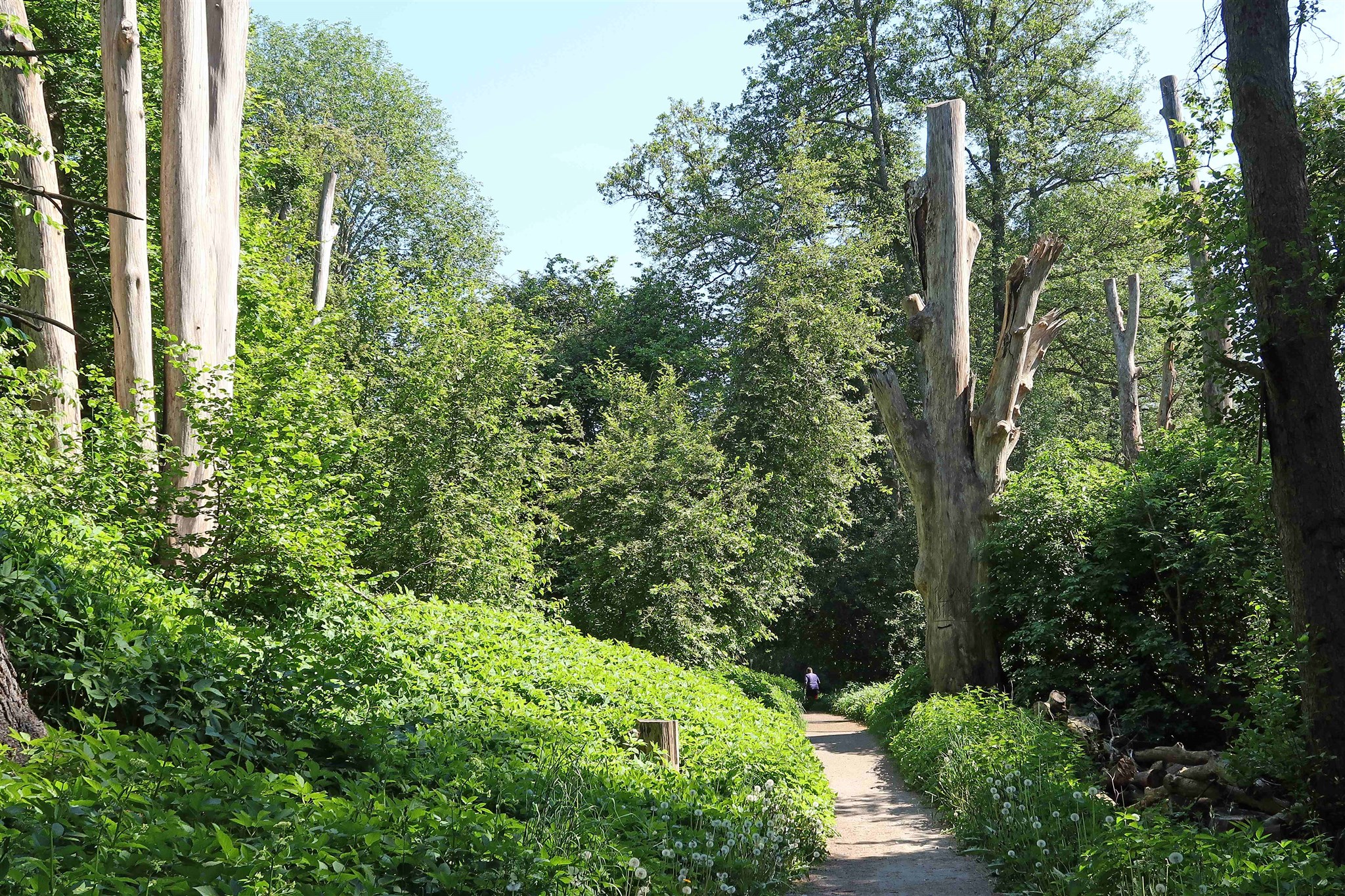 Gångväg_Mariebergs_naturreservat_2.jpg
